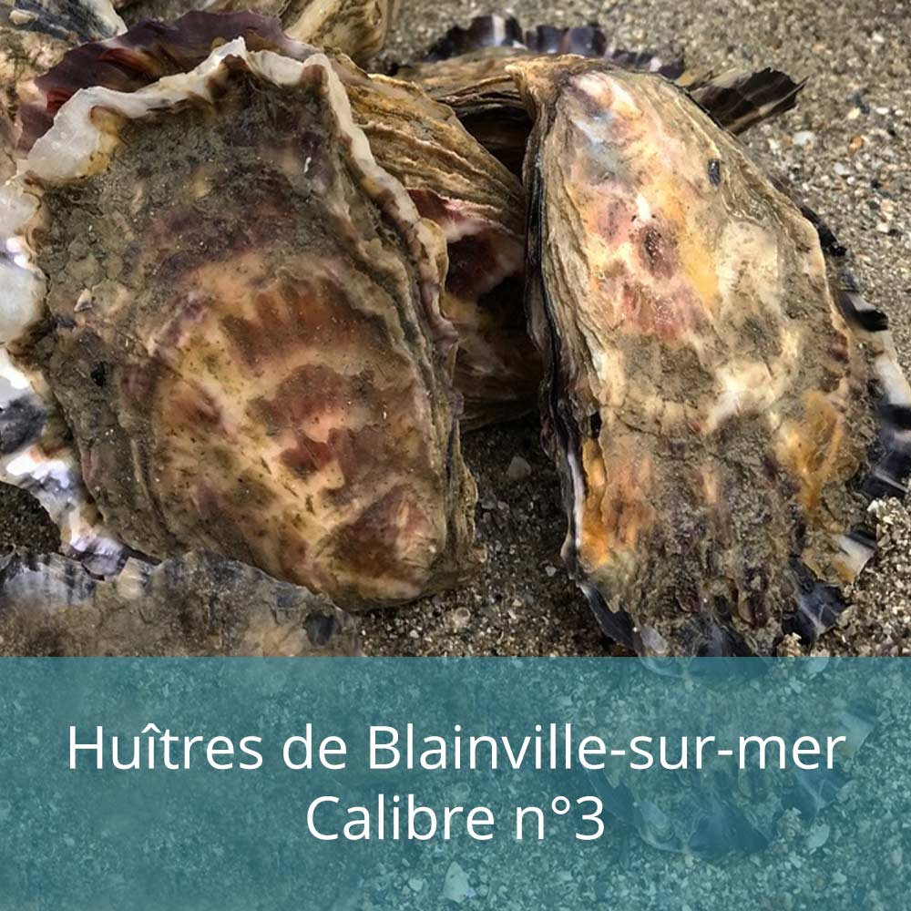 Huîtres de Blainville sur mer Calibre n3 Lenoir Thomas